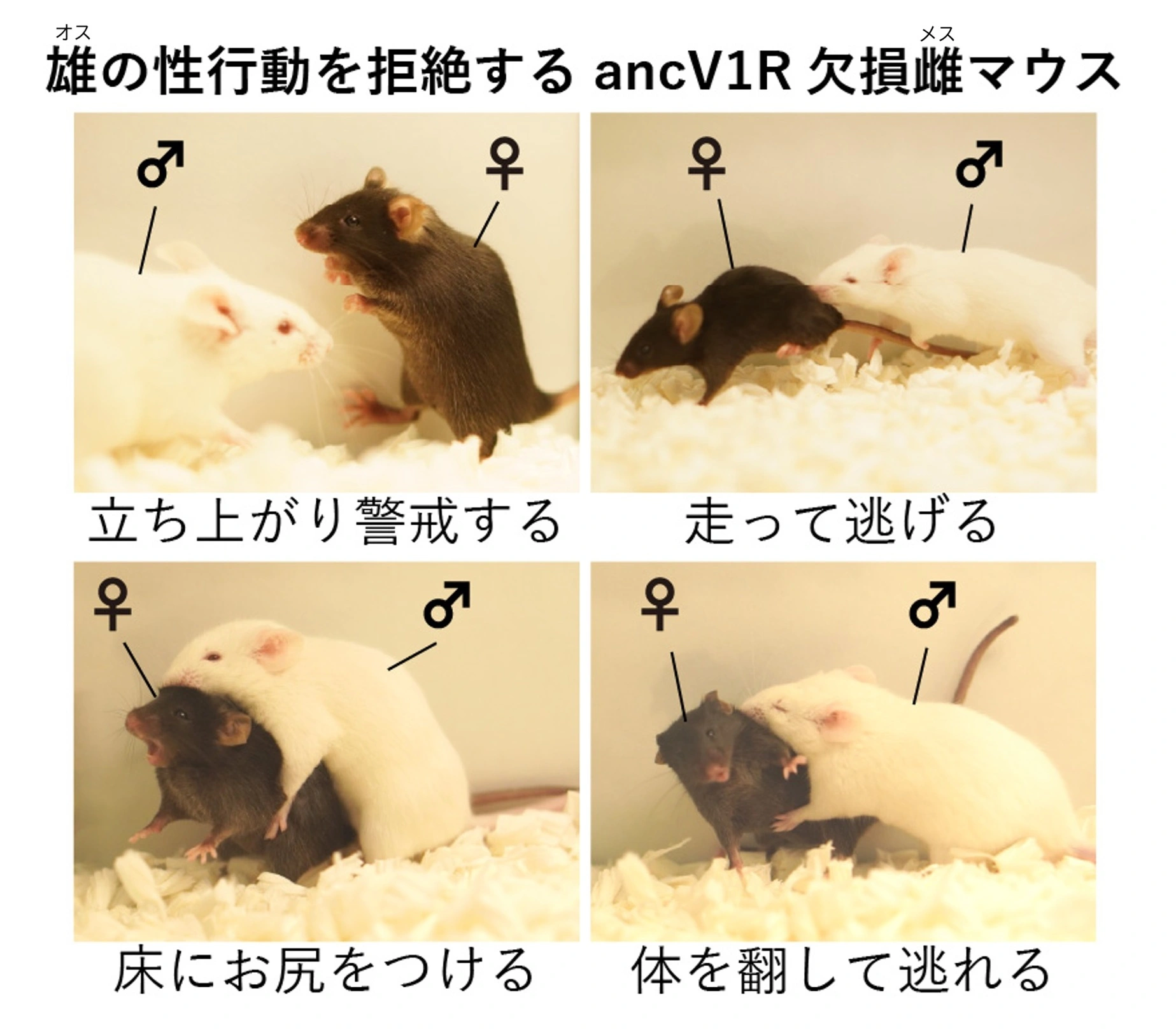 オスの性行動を拒絶するancV1R欠損メスマウス
