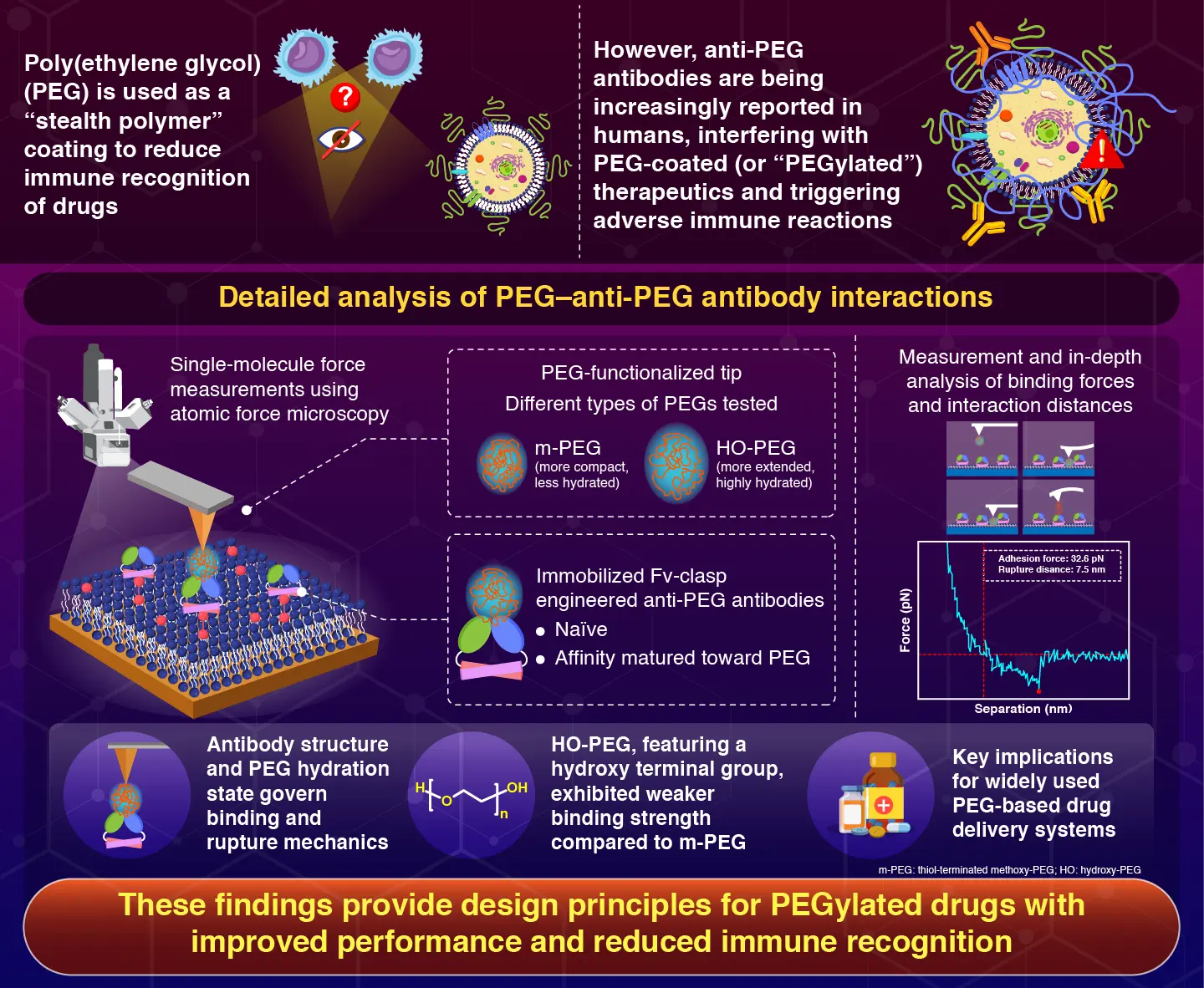 AFM-Based Single-Molecule Force Spectroscopy of PEG−Anti-PEG Antibody Interactions
