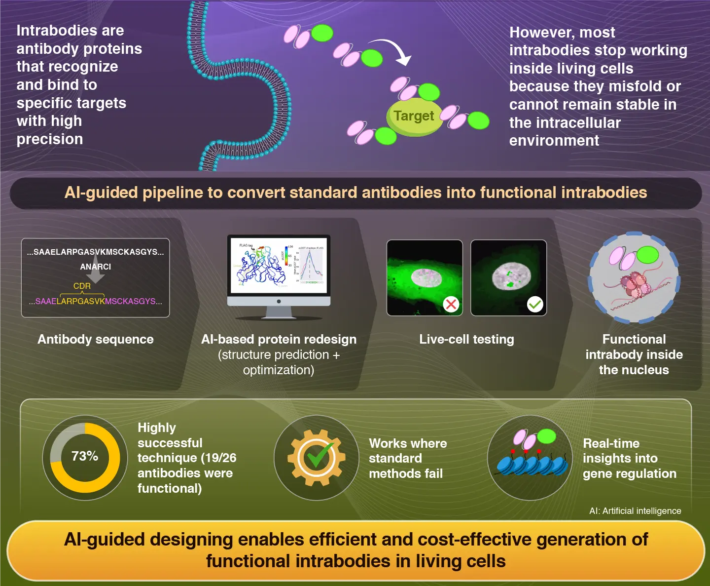 AI-assisted protein design to rapidly convert antibody sequences to intrabodies targeting diverse peptides and histone modifications
