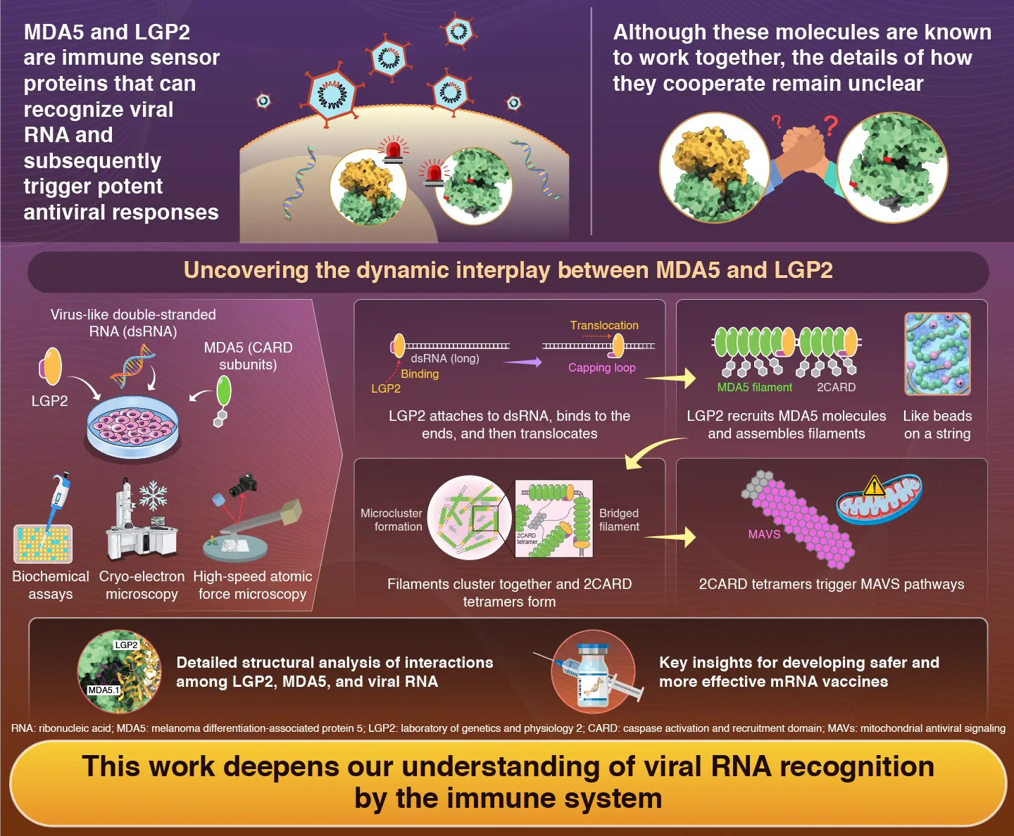 Molecular Mechanism of MDA5 Nucleation and Filament Formation by LGP2