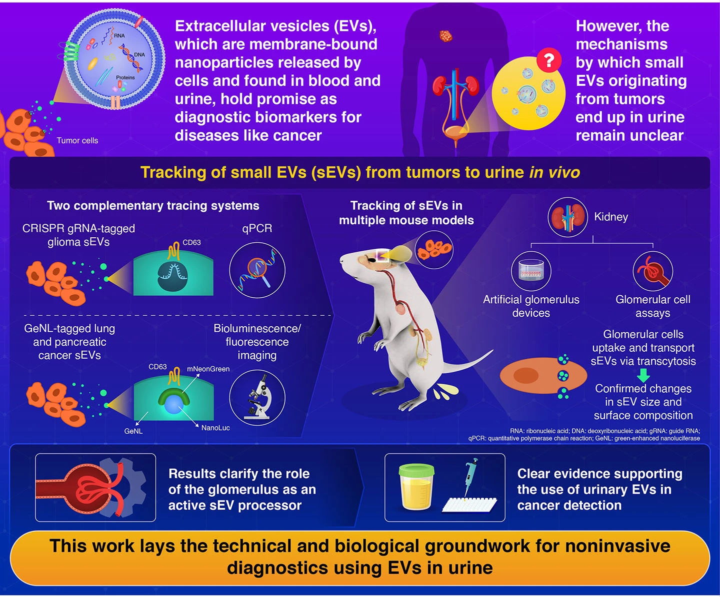 Glomerular routing of tumor-derived extracellular vesicles substantiates urinary biopsy