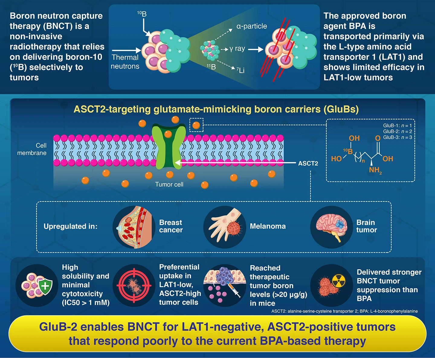 Alanine-Serine-Cysteine Transporter-Targeted Small-Molecule Boron Carriers for Neutron Capture Therapy of L-4‑Boronophenylalanine-Refractory Tumors