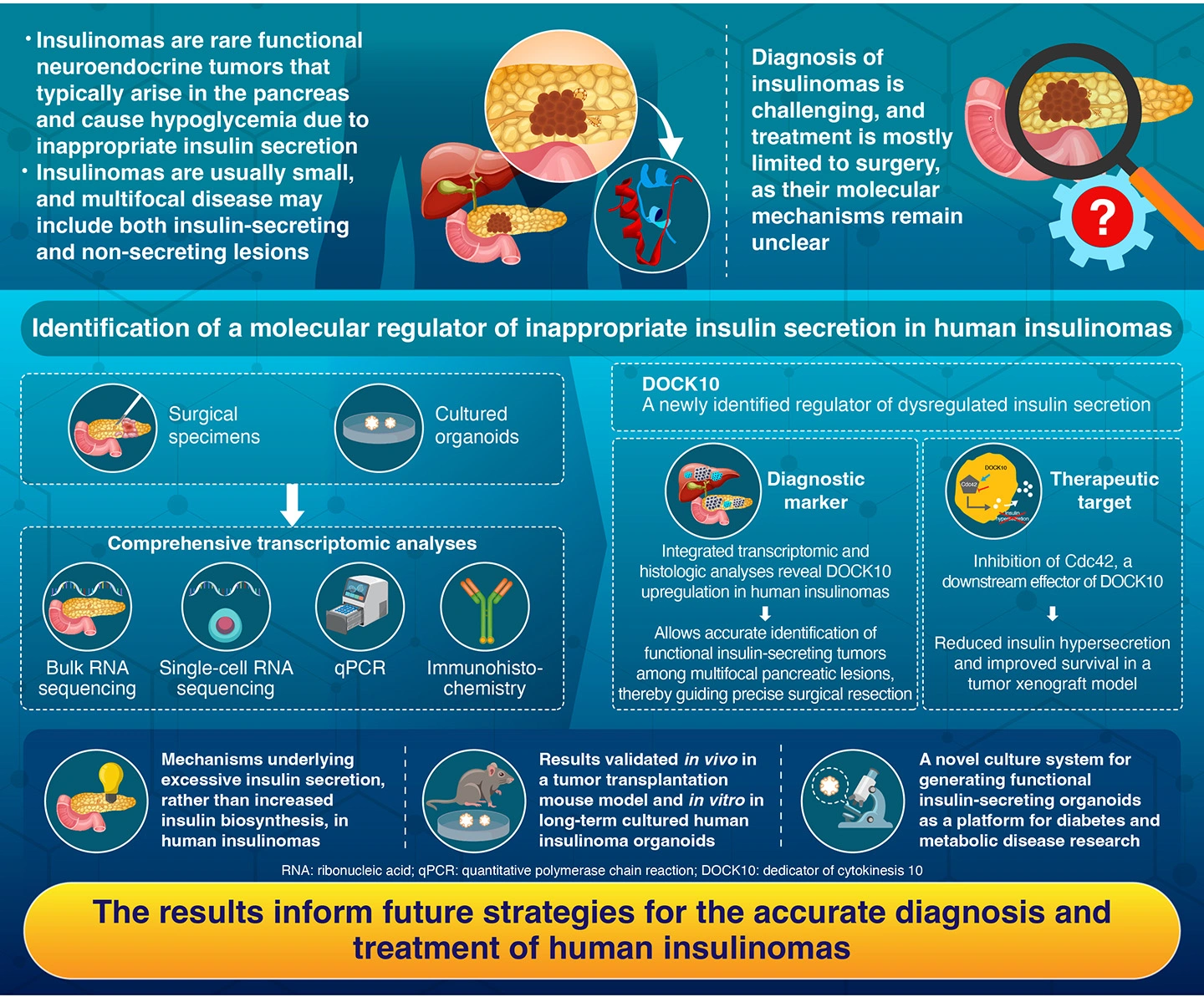 DOCK10 Regulates Insulin Hypersecretion in Insulinoma and Serves as a Diagnostic and Therapeutic Target