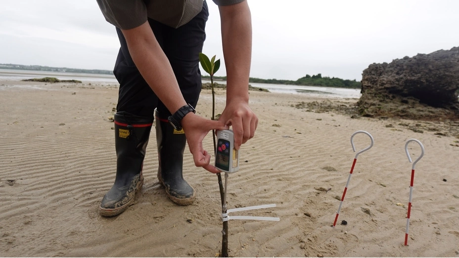Experiment photography: Resistance tests of young mangroves