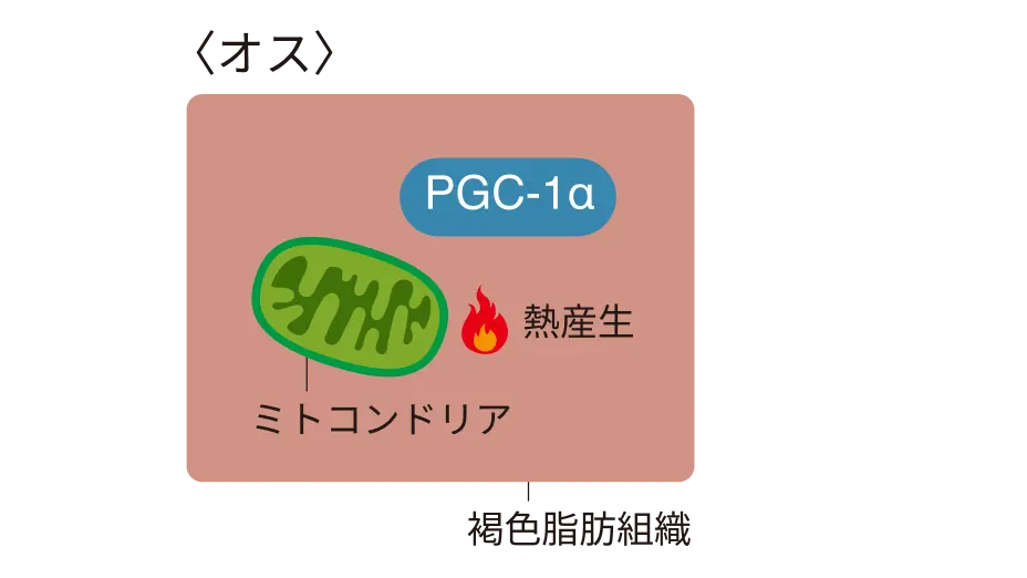 （左）オス・メスで異なる褐色脂肪組織によるカロリー消費　オス