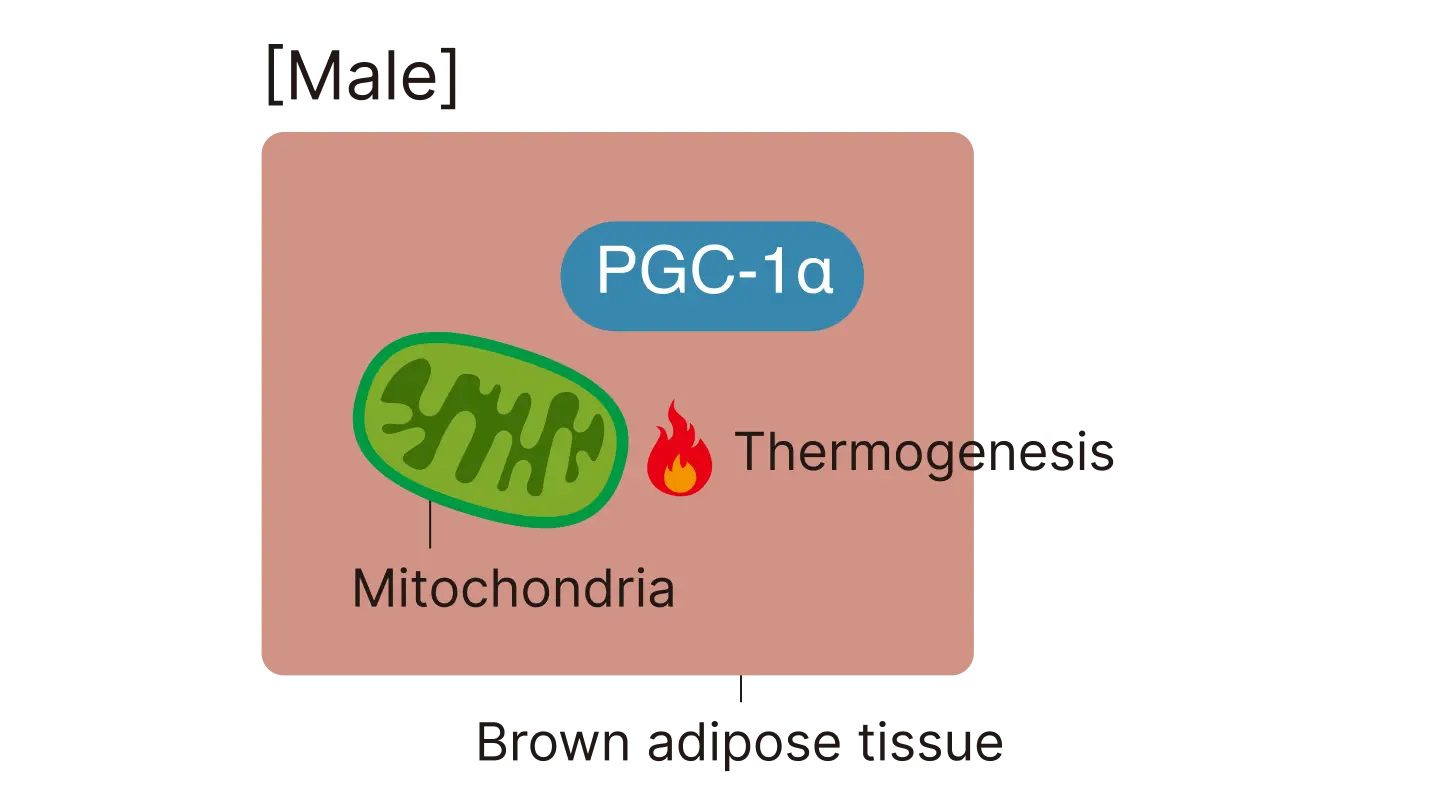  (Left)Differences in BAT-mediated calorie expenditure between male and female mice. Male.