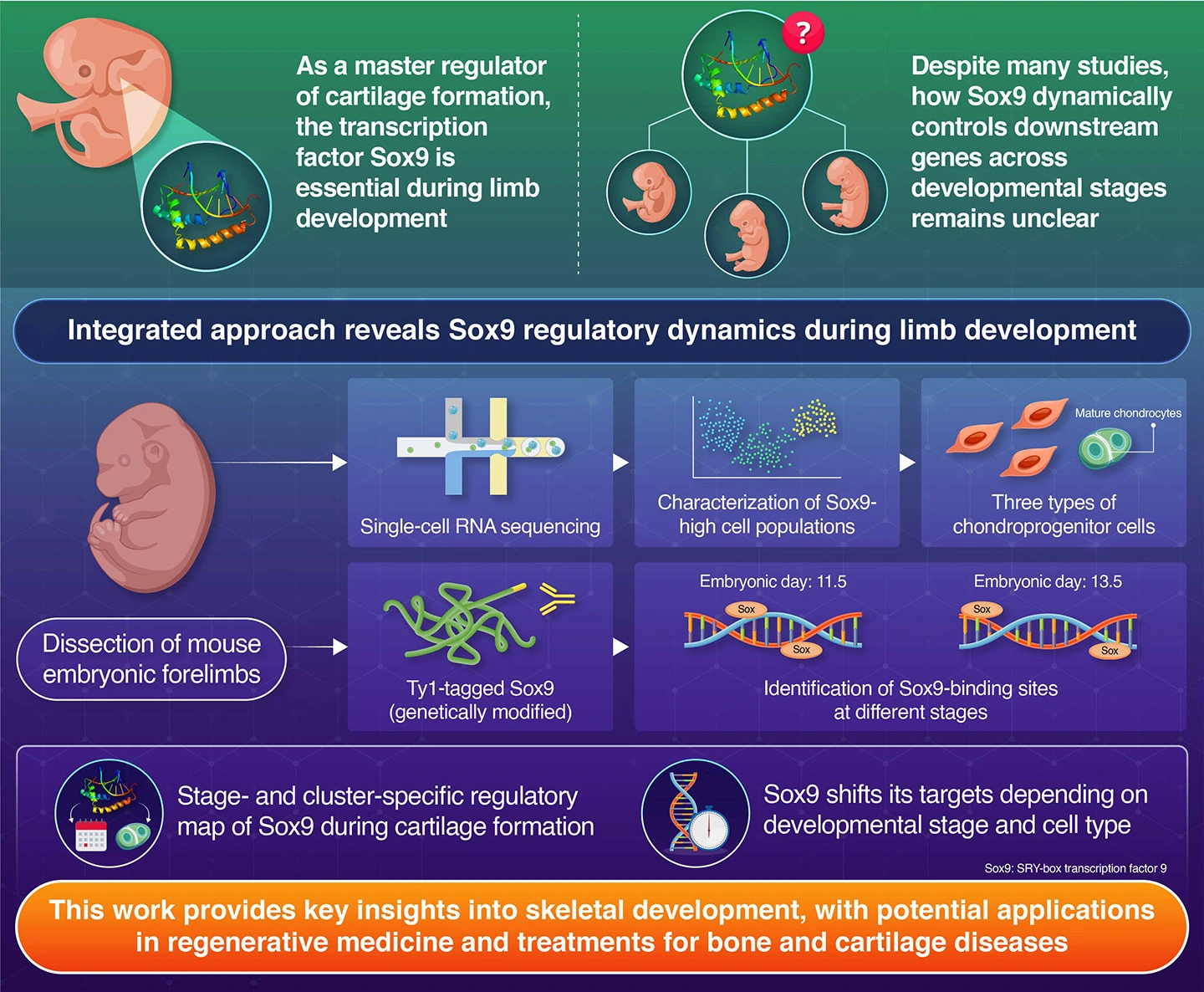 Stage- and cluster-specific regulation of chondrogenic gene programs by Sox9 in mouse embryonic limb buds