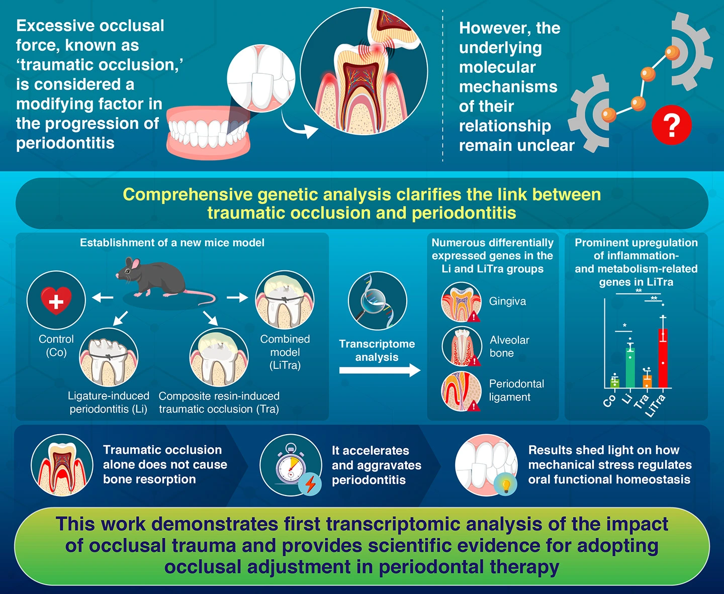 Traumatic Occlusion Exacerbates Bone Resorption by Modifying Gene Expression in the Bone Tissue of Ligature-Induced Periodontitis in Mice
