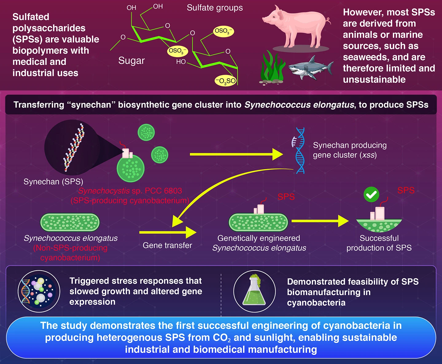 Transfer of the Synechan Biosynthesis and Regulatory Pathway Enables Sulfated Polysaccharide Production in Synechococcus elongatus PCC 7942