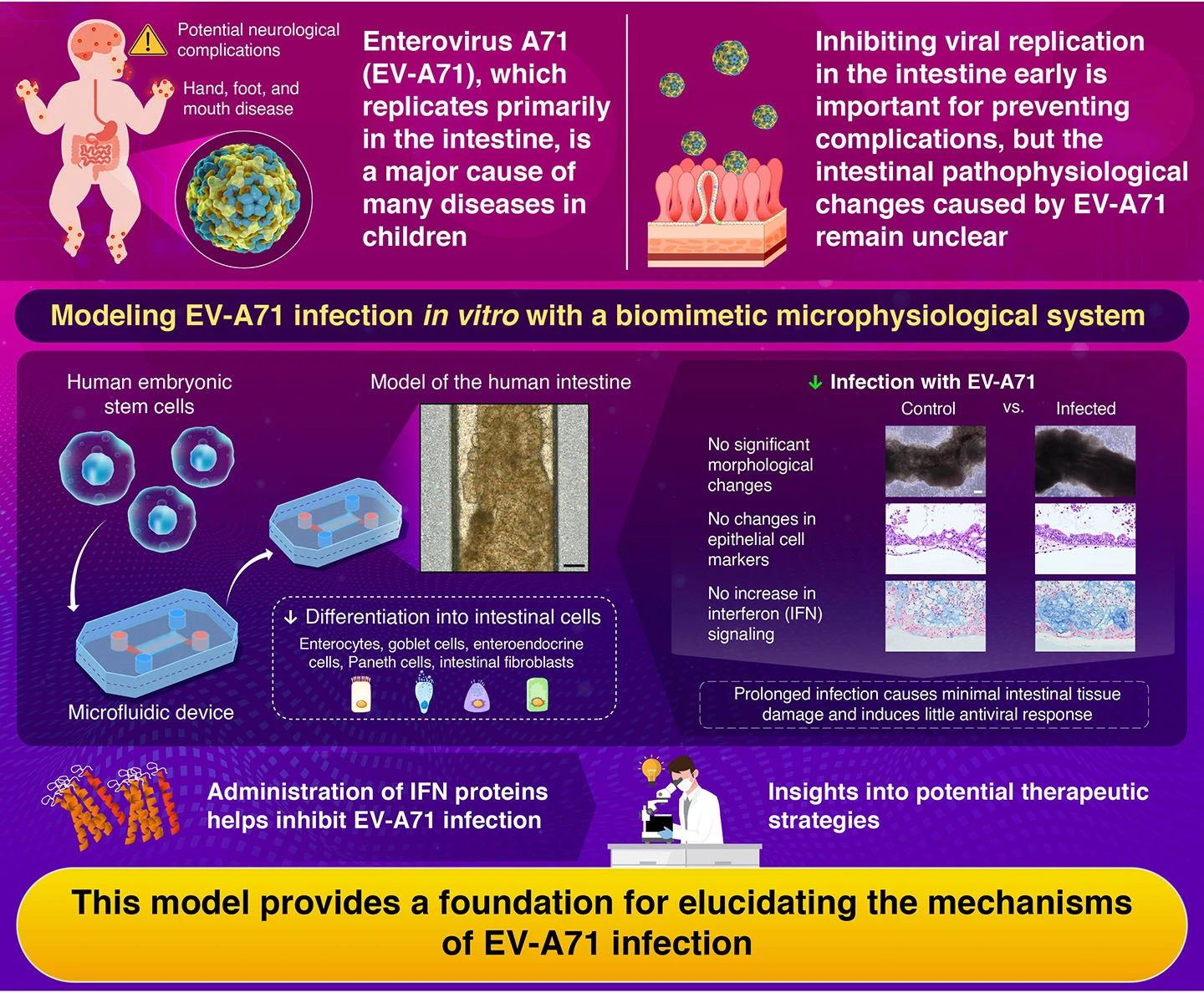Modeling human enterovirus A71 infection using an intestinal microphysiological system