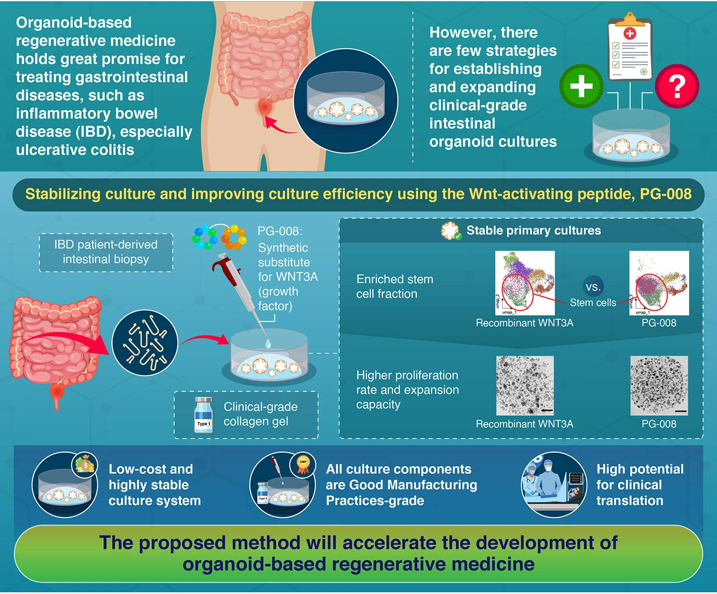 Peptide-based Wnt signal activation enables scalable production of clinical-grade patient-derived intestinal organoids for regenerative cell therapy