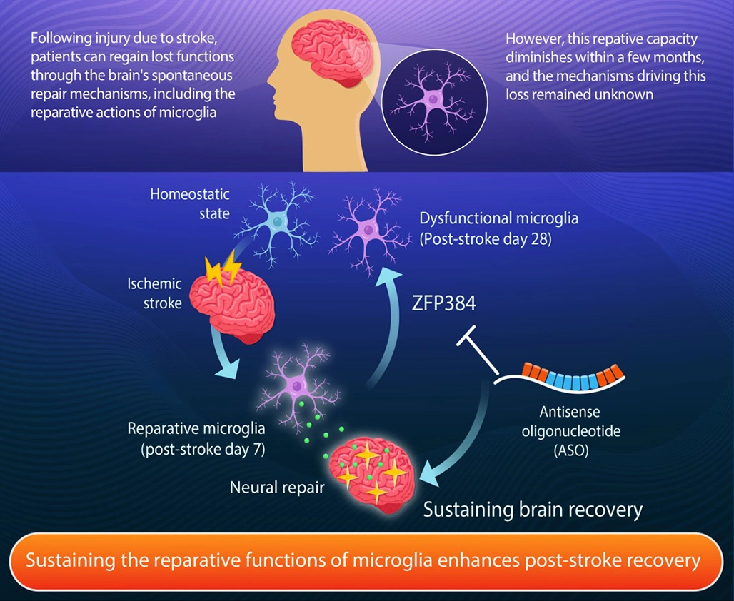 Sustaining microglial reparative function enhances stroke recovery