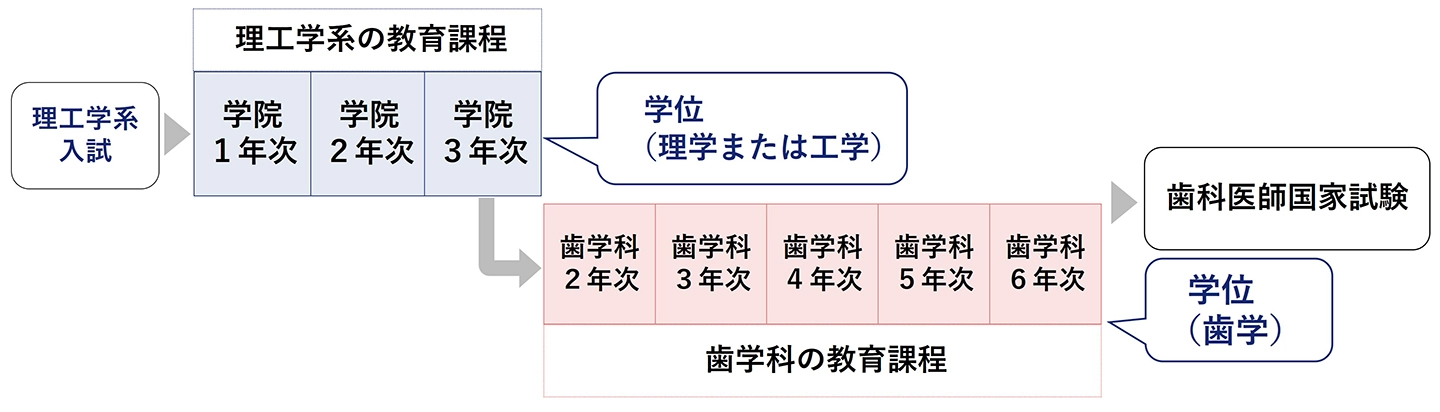 コースの説明図。理工学系3年次早期卒業後、歯学部歯学科の2年次に編入。学する。