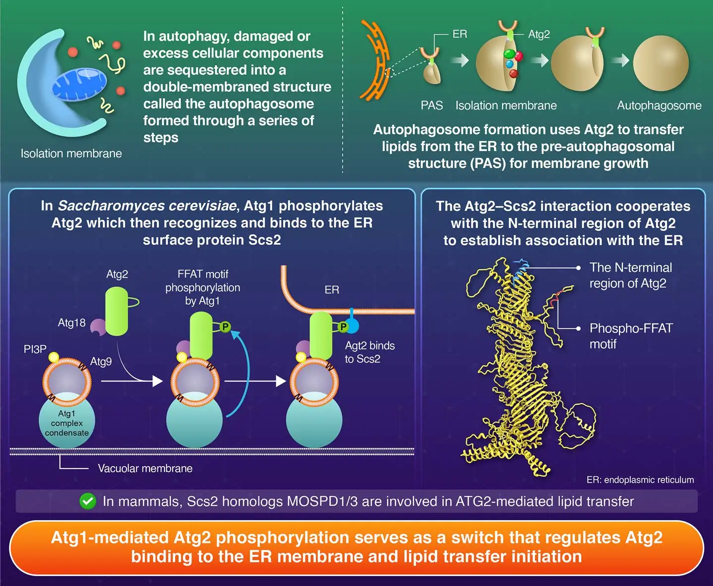Spatiotemporal Control of Atg2 Association with the ER during Autophagosome Formation
