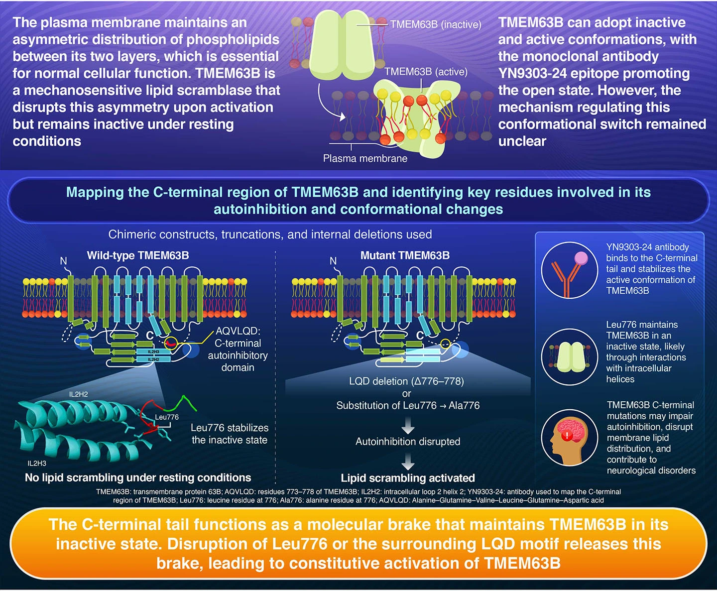 Autoinhibition of the mechanosensitive lipid scramblase TMEM63B by its C-terminal tail