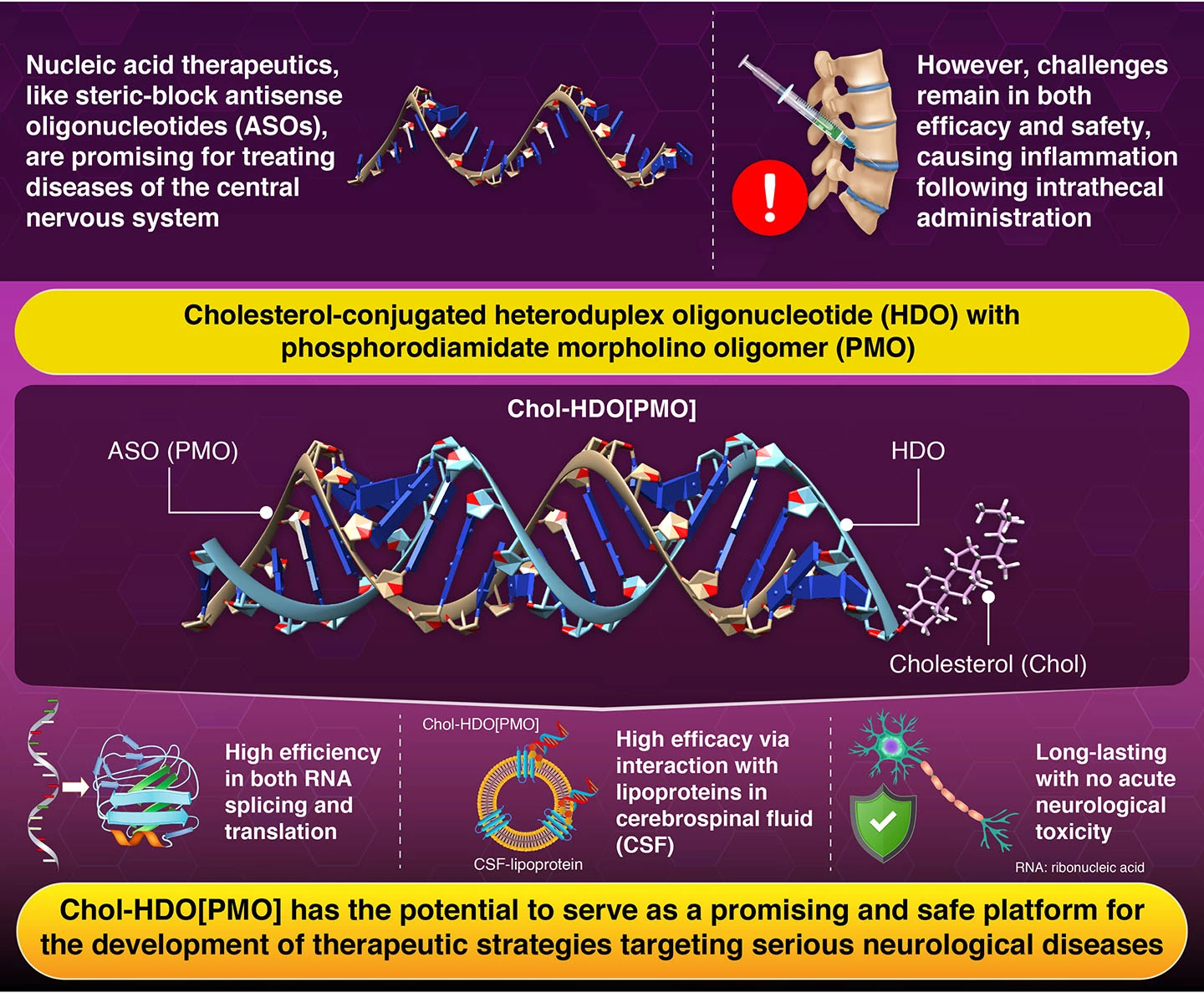 Morpholino–RNA duplex exhibits robust, sustained, and safe steric-block antisense activity by intracerebroventricular and intrathecal injection