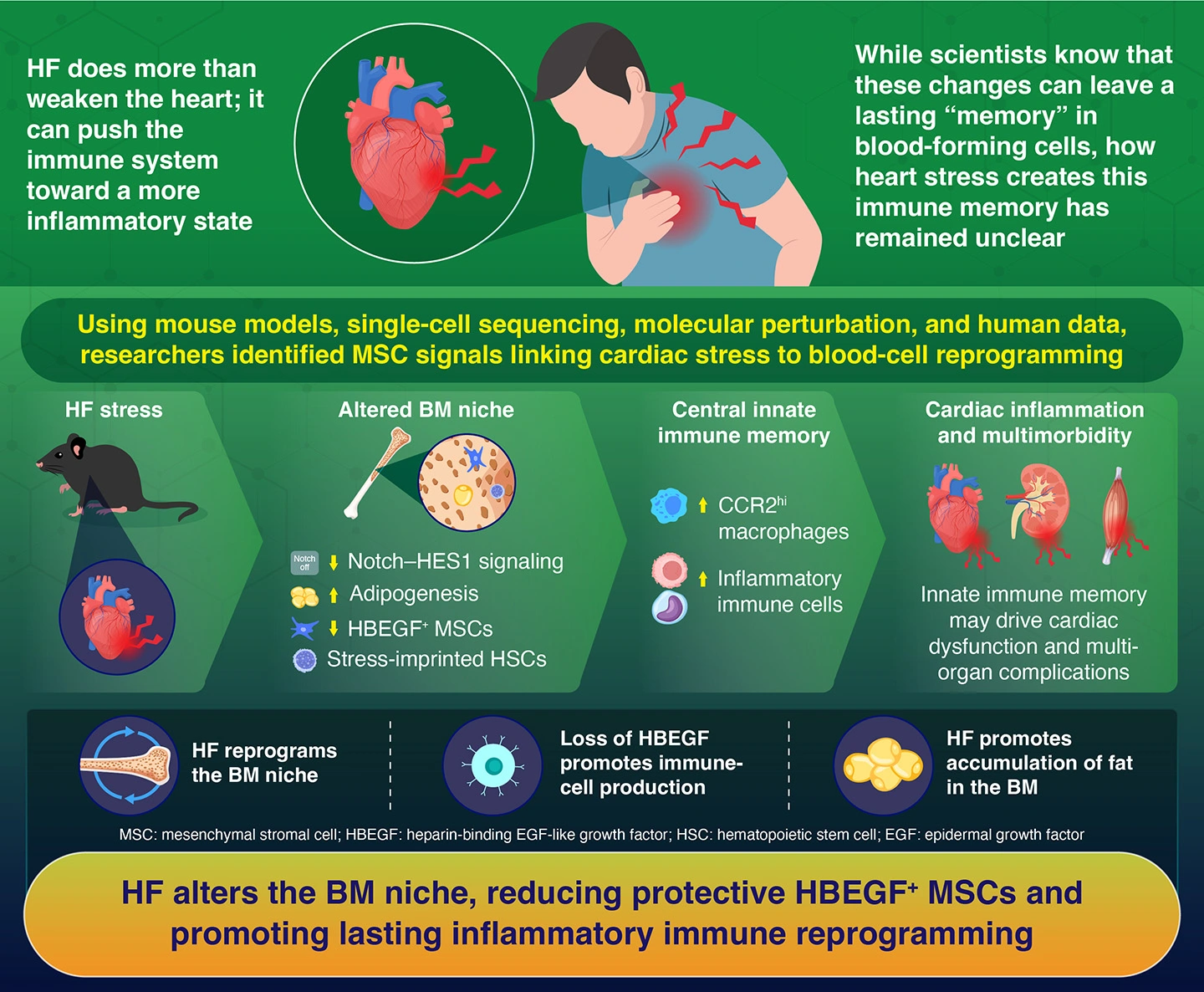 Altered bone marrow niche forms central innate immune memory driving cardiac dysfunction