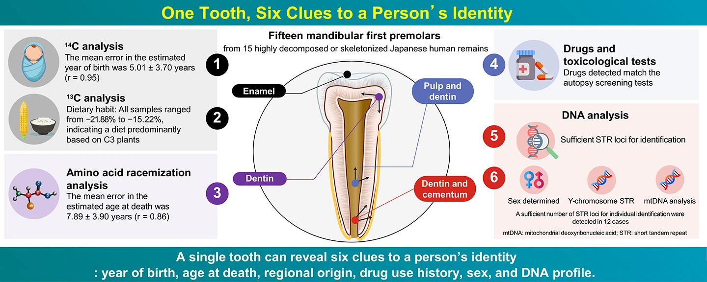 Multiple forensic insights for human identification using single teeth with applicability to advanced postmortem remains